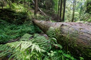 wandern-im-elbsandsteingebirge (1)