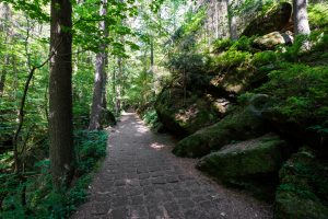 wandern-im-elbsandsteingebirge (10)