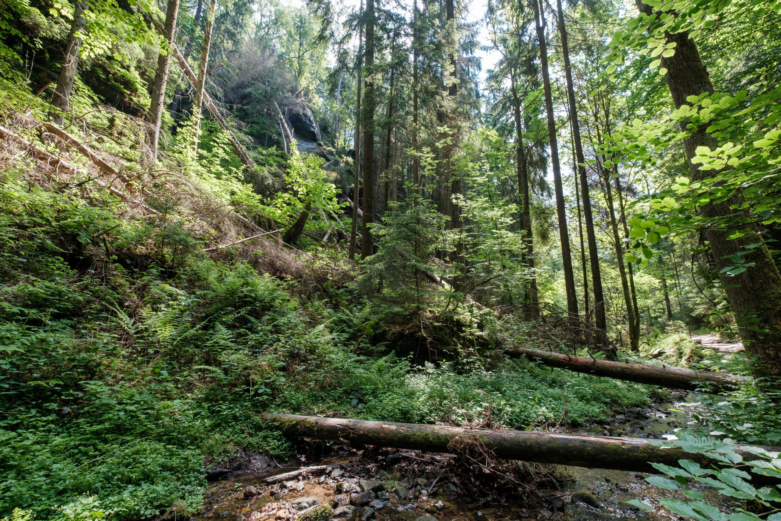 wandern-im-elbsandsteingebirge (14)