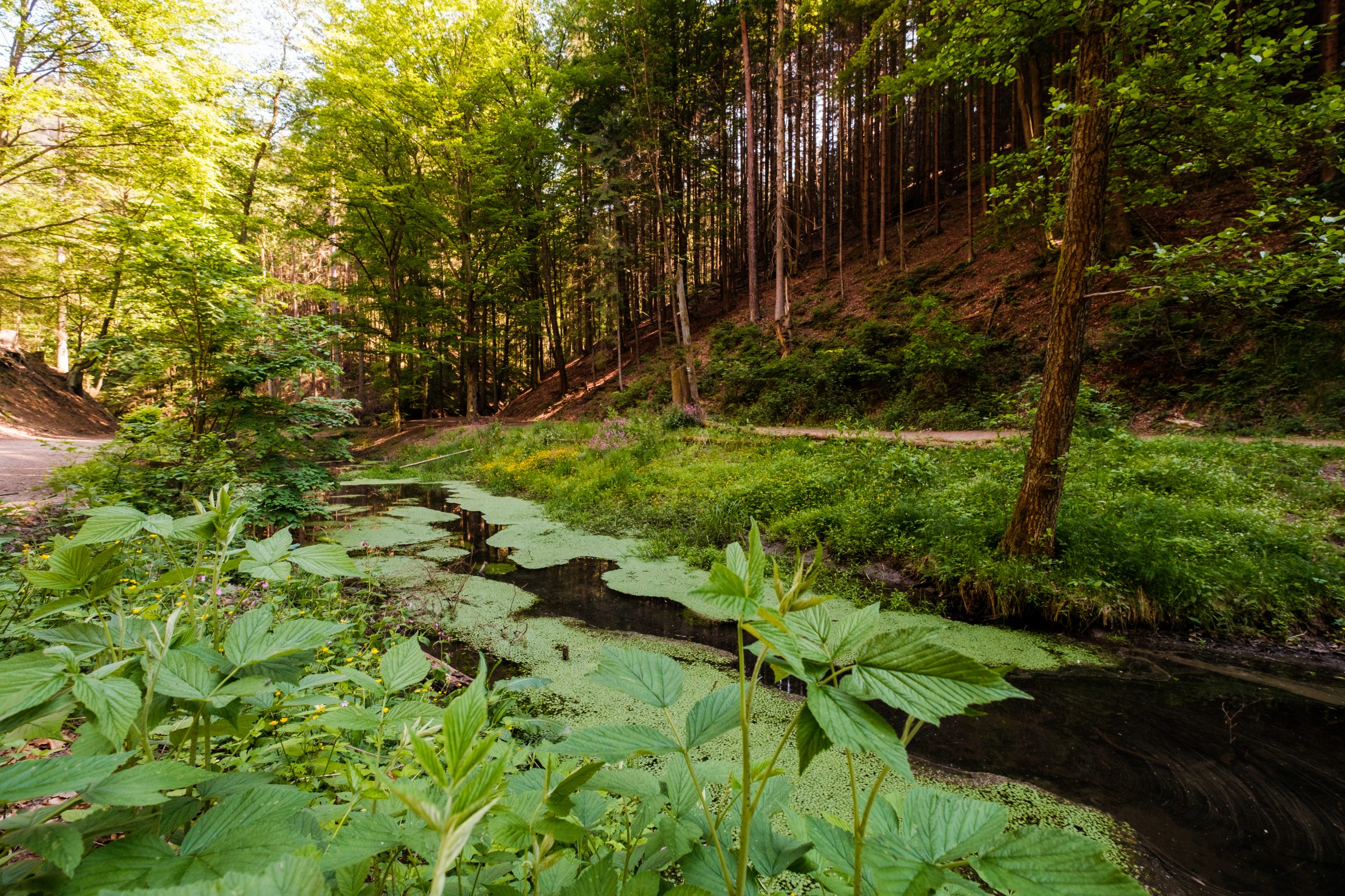 wandern-im-elbsandsteingebirge (8)