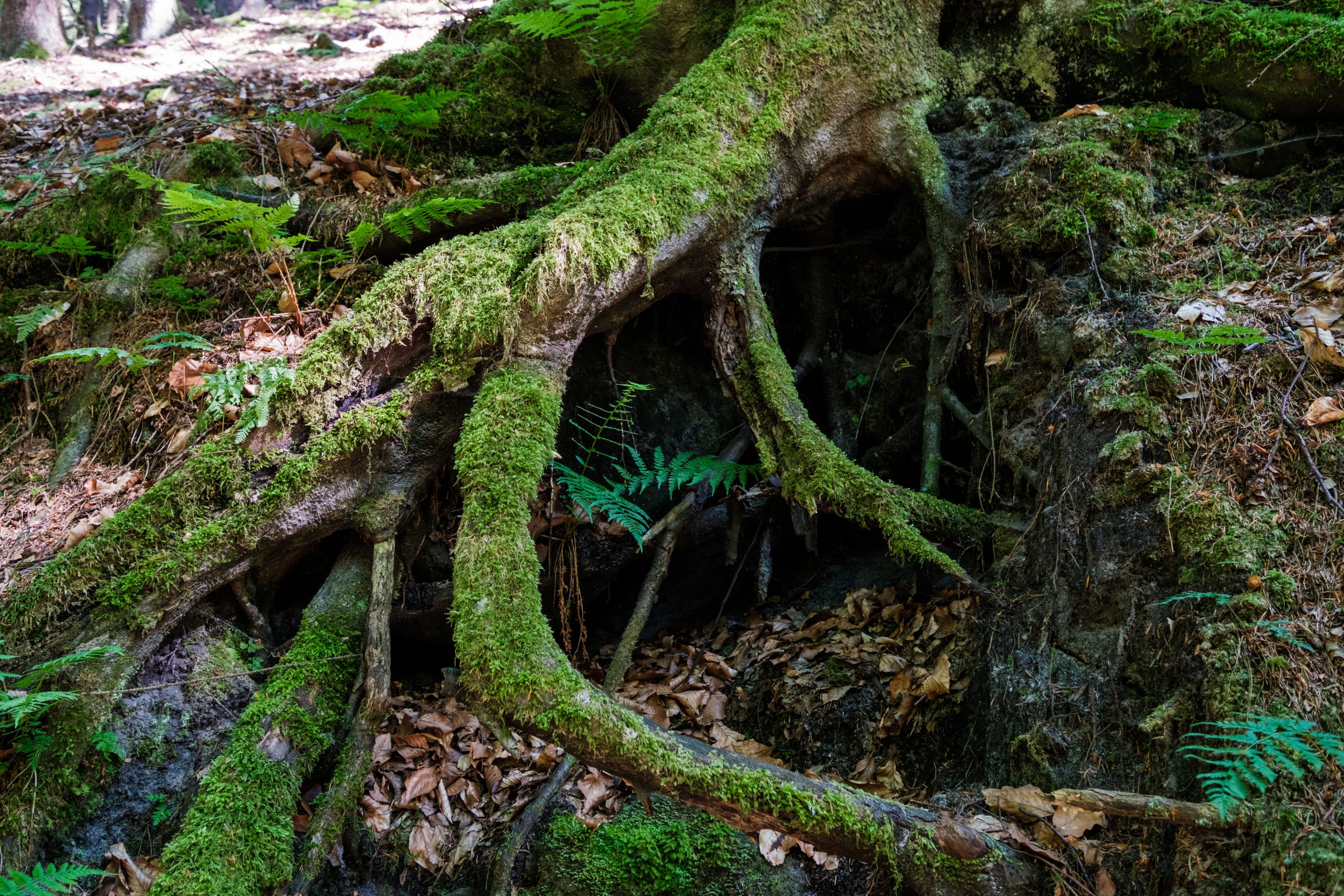 wandern-im-elbsandsteingebirge (9)